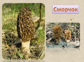 8 самых необычных грибов, слайд 4