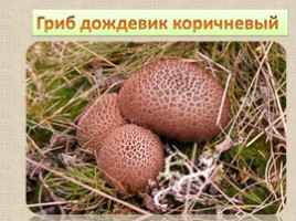 8 самых необычных грибов, слайд 5