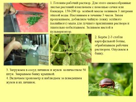 Влияние фитонцидов различных растений на жизнедеятельность колорадского жука, слайд 7