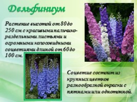 Многолетние цветущие растения «Растения сезонного оформления цветников», слайд 13