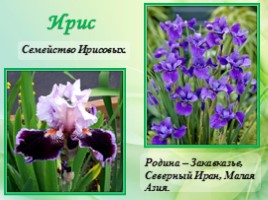 Многолетние цветущие растения «Растения сезонного оформления цветников», слайд 15