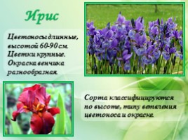 Многолетние цветущие растения «Растения сезонного оформления цветников», слайд 16