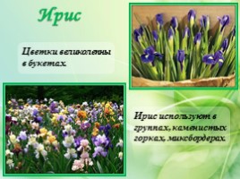 Многолетние цветущие растения «Растения сезонного оформления цветников», слайд 17