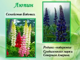 Многолетние цветущие растения «Растения сезонного оформления цветников», слайд 21