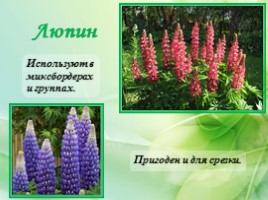 Многолетние цветущие растения «Растения сезонного оформления цветников», слайд 23