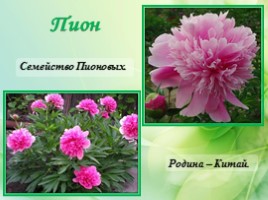 Многолетние цветущие растения «Растения сезонного оформления цветников», слайд 24