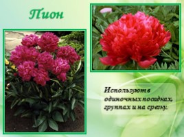 Многолетние цветущие растения «Растения сезонного оформления цветников», слайд 26