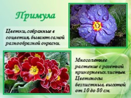 Многолетние цветущие растения «Растения сезонного оформления цветников», слайд 28