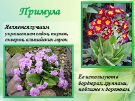 Многолетние цветущие растения «Растения сезонного оформления цветников», слайд 29