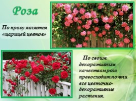 Многолетние цветущие растения «Растения сезонного оформления цветников», слайд 32