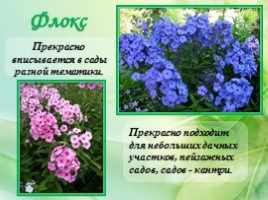 Многолетние цветущие растения «Растения сезонного оформления цветников», слайд 35