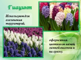 Многолетние цветущие растения «Растения сезонного оформления цветников», слайд 42