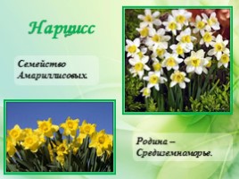 Многолетние цветущие растения «Растения сезонного оформления цветников», слайд 46