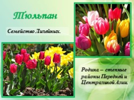 Многолетние цветущие растения «Растения сезонного оформления цветников», слайд 49