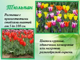 Многолетние цветущие растения «Растения сезонного оформления цветников», слайд 50