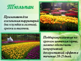 Многолетние цветущие растения «Растения сезонного оформления цветников», слайд 51