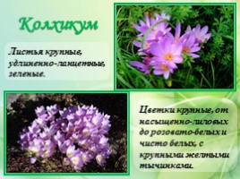 Многолетние цветущие растения «Растения сезонного оформления цветников», слайд 54