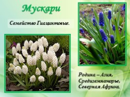 Многолетние цветущие растения «Растения сезонного оформления цветников», слайд 59