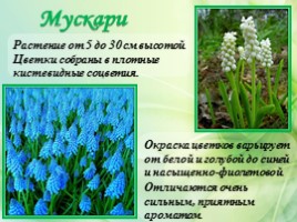 Многолетние цветущие растения «Растения сезонного оформления цветников», слайд 60