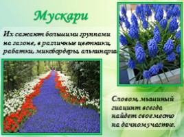 Многолетние цветущие растения «Растения сезонного оформления цветников», слайд 61