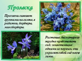 Многолетние цветущие растения «Растения сезонного оформления цветников», слайд 64
