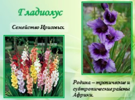 Многолетние цветущие растения «Растения сезонного оформления цветников», слайд 69