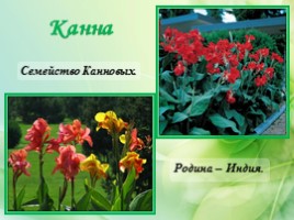 Многолетние цветущие растения «Растения сезонного оформления цветников», слайд 72