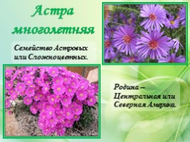 Многолетние цветущие растения «Растения сезонного оформления цветников», слайд 9
