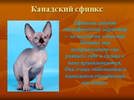 Породы кошек и их характер, слайд 2