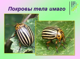 Исследовательская работа «Изучение изменчивости фенетических признаков колорадского жука», слайд 16