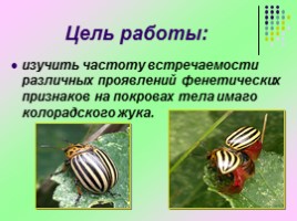 Исследовательская работа «Изучение изменчивости фенетических признаков колорадского жука», слайд 3