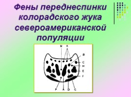 Исследовательская работа «Изучение изменчивости фенетических признаков колорадского жука», слайд 8