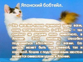 Самые умные кошки в мире, слайд 6