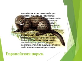 Животные Курска и Курской области, слайд 101