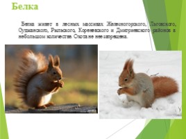 Животные Курска и Курской области, слайд 14