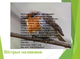 Животные Курска и Курской области, слайд 21