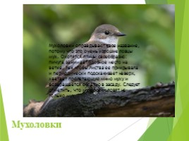 Животные Курска и Курской области, слайд 22