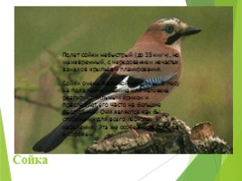 Животные Курска и Курской области, слайд 31