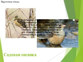 Животные Курска и Курской области, слайд 32