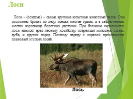 Животные Курска и Курской области, слайд 4