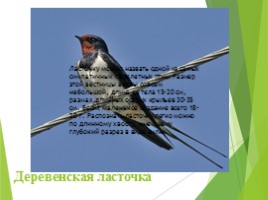 Животные Курска и Курской области, слайд 41