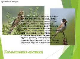 Животные Курска и Курской области, слайд 42
