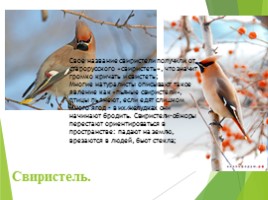 Животные Курска и Курской области, слайд 49