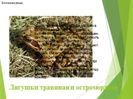Животные Курска и Курской области, слайд 52