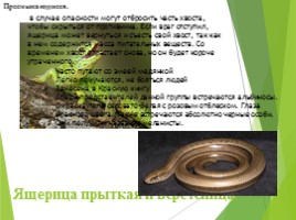 Животные Курска и Курской области, слайд 55