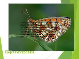 Животные Курска и Курской области, слайд 63