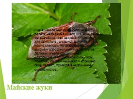 Животные Курска и Курской области, слайд 65