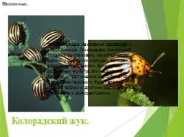 Животные Курска и Курской области, слайд 67