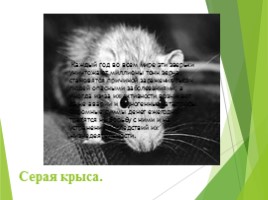 Животные Курска и Курской области, слайд 75