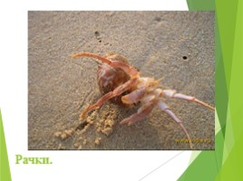 Животные Курска и Курской области, слайд 80